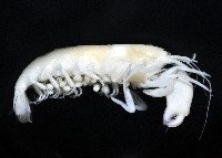 未知種槍蝦藏品圖，第4張
