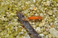 未知種槍蝦藏品圖，第7張