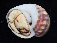 皺紋(灰白)陸寄居蟹藏品圖，第2張
