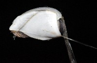 鵝茗荷藏品圖，第2張