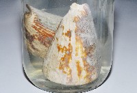 密碼芋螺藏品圖，第2張