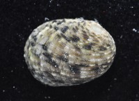 虛線蜑螺藏品圖，第2張