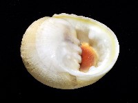 白肋蜑螺藏品圖，第2張