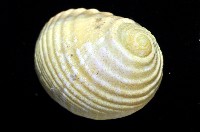 白肋蜑螺藏品圖，第3張