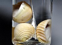 白肋蜑螺藏品圖，第4張
