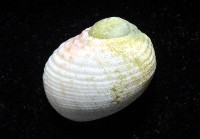 白肋蜑螺藏品圖，第3張