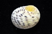 白肋蜑螺藏品圖，第4張