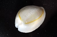 金環寶螺藏品圖，第4張