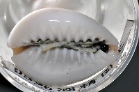 金環寶螺藏品圖，第3張