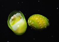 翡翠蜑螺藏品圖，第3張