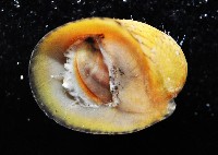 火之島蜑螺藏品圖，第2張