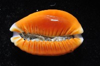 紅花寶螺藏品圖，第4張