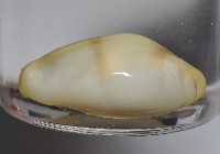 黃寶螺藏品圖，第3張