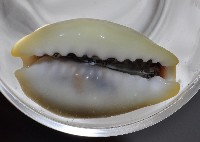 黃寶螺藏品圖，第4張