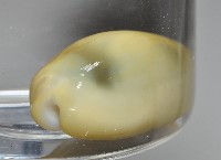 黃寶螺藏品圖，第3張