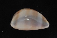 白星寶螺藏品圖，第3張