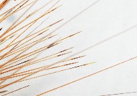 光棘冠海膽藏品圖，第3張