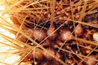 光棘冠海膽藏品圖，第4張