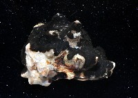 短拳螺藏品圖，第3張