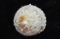 花斑鐘螺藏品圖，第3張