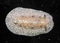 淡紫圓盤海蛞蝓藏品圖，第1張