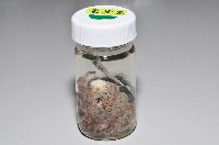 淡紫圓盤海蛞蝓藏品圖，第4張