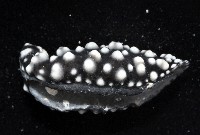 黑葉海蛞蝓藏品圖，第2張