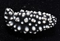 黑葉海蛞蝓藏品圖，第3張