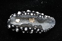 黑葉海蛞蝓藏品圖，第4張
