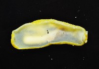 斑葉海兔藏品圖，第3張