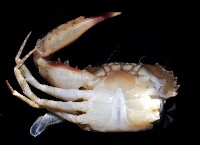 刺手短槳蟹藏品圖，第4張