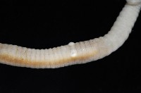 沿岸泮蚓藏品圖，第3張
