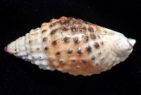 疣織紋螺藏品圖，第4張