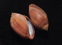 核耳螺(鼬耳螺)藏品圖，第3張