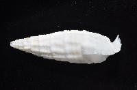 秀美蟹守螺藏品圖，第4張