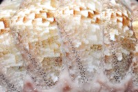 鱗紋石鱉藏品圖，第3張