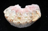 鱗紋石鱉藏品圖，第4張