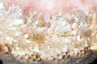 鱗紋石鱉藏品圖，第5張