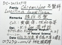 鱗紋石鱉藏品圖，第12張