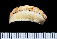鱗紋石鱉藏品圖，第2張
