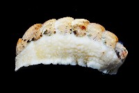 鱗紋石鱉藏品圖，第3張