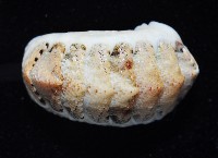 鱗紋石鱉藏品圖，第4張