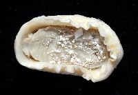 鱗紋石鱉藏品圖，第6張