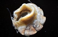 鱗紋石鱉藏品圖，第9張