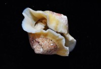 鱗紋石鱉藏品圖，第10張