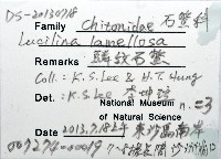 鱗紋石鱉藏品圖，第12張