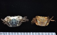 肥胖後相手蟹藏品圖，第1張