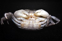 肥胖後相手蟹藏品圖，第6張