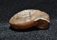 彩虹大臍蝸牛藏品圖，第3張