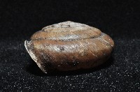 彩虹大臍蝸牛藏品圖，第4張